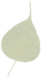 bodhi leaf
